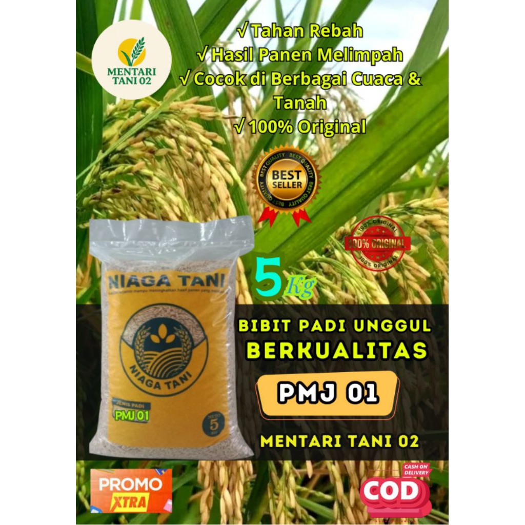 bibit padi unggul berkualitas PMJ 01