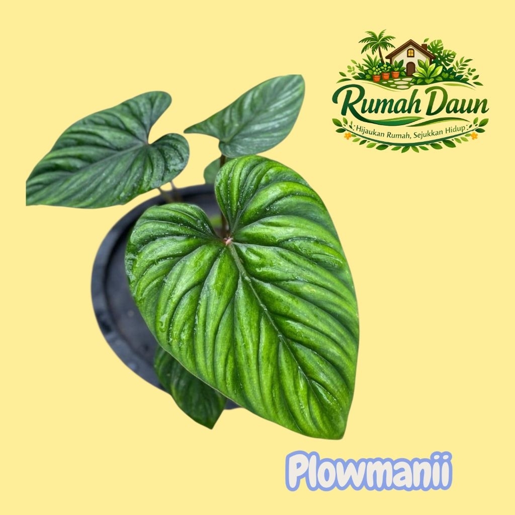 tanaman hias philodendron plowmani - philodendron plowmani'i