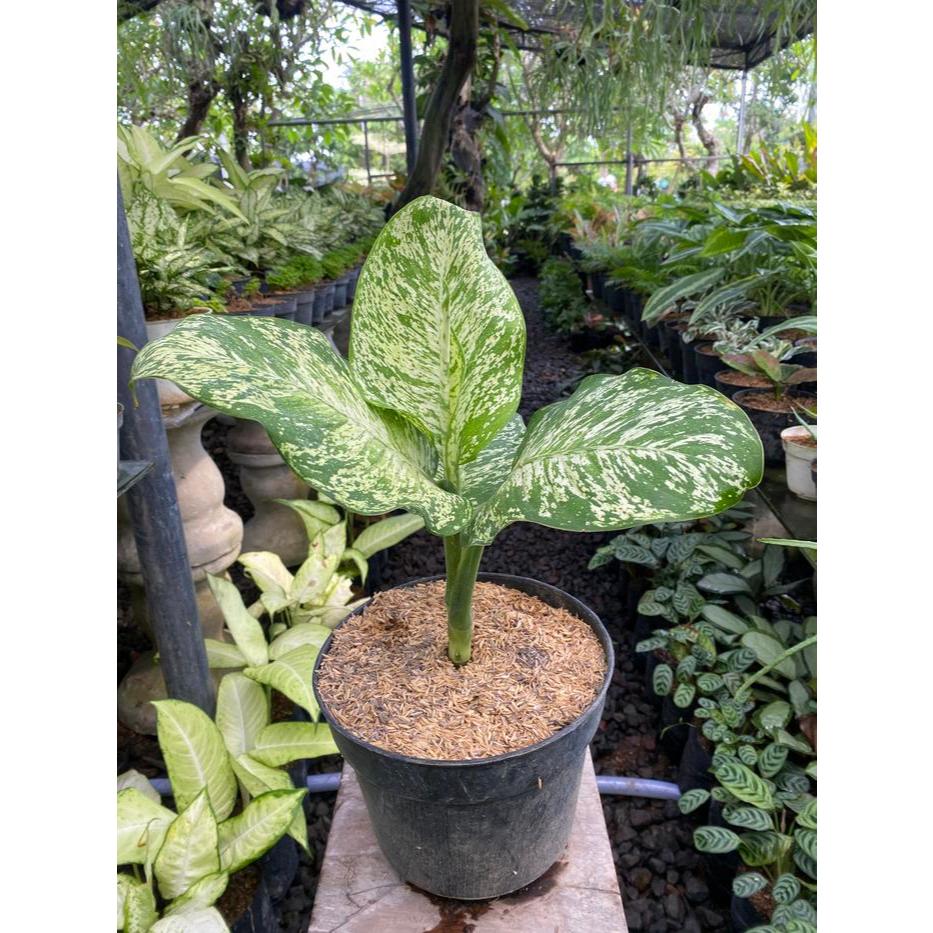 Tanaman hias diven anggun ayu