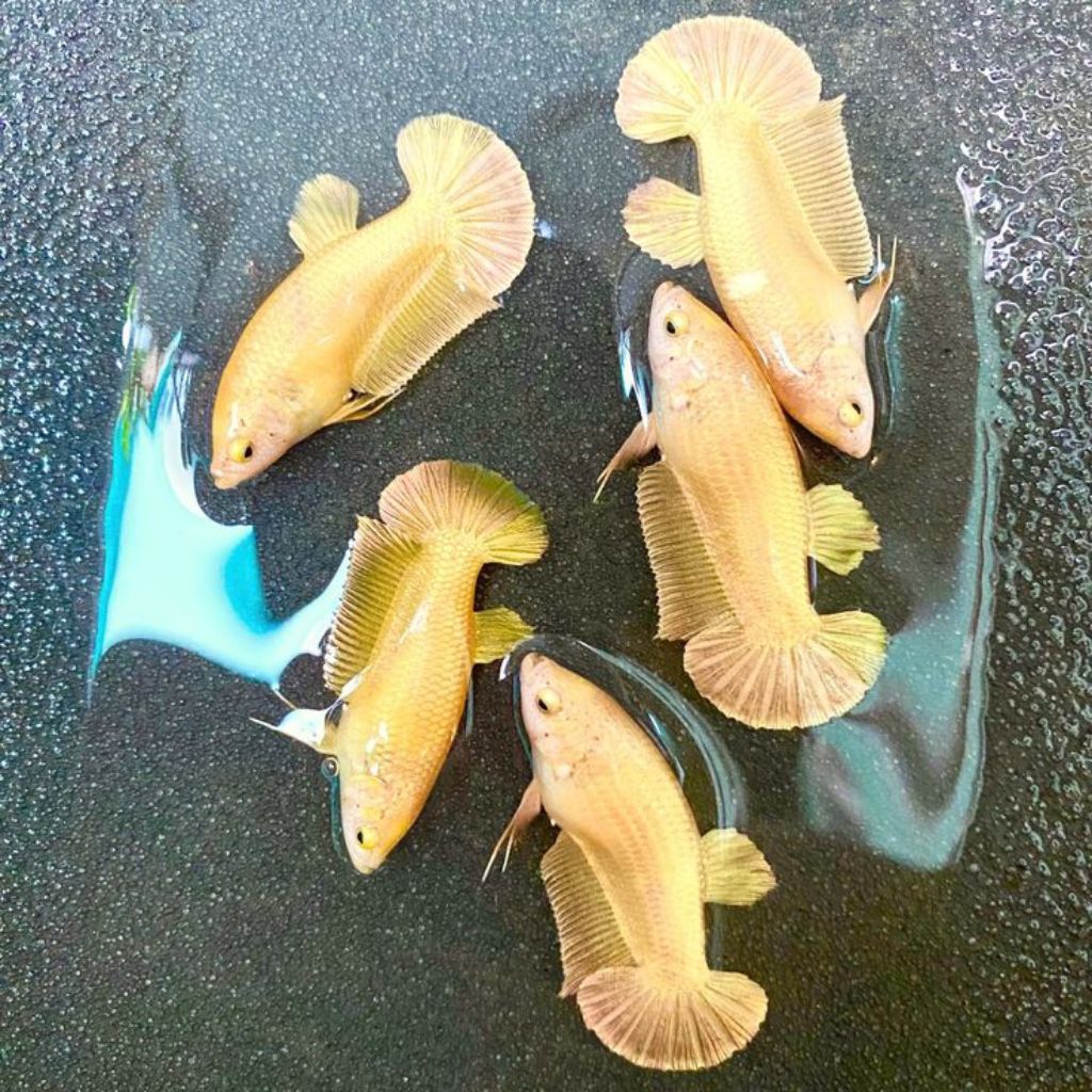 Ikan Cupang Female Super Gold