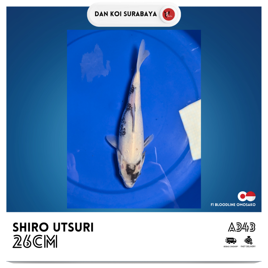 Ikan Koi Shiro Utsuri F1 Bloodline Omosako Kode A388