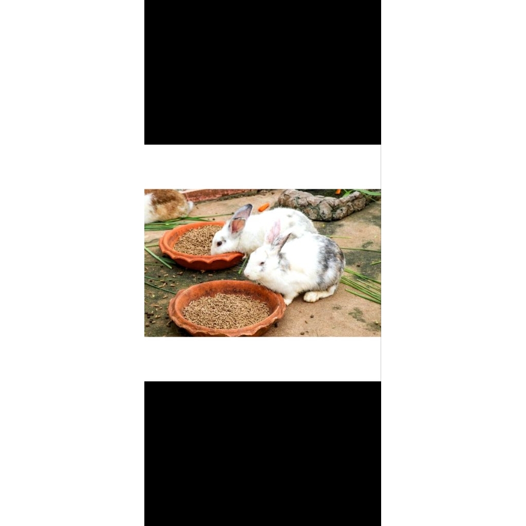 pakan kelinci