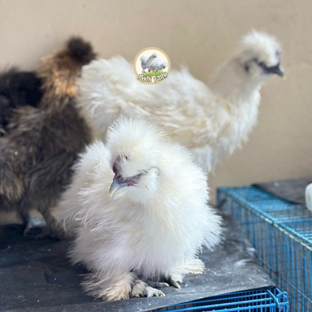 AYAM AMERIKAN SILKY PREMIUM UMUR 2-3 BULAN