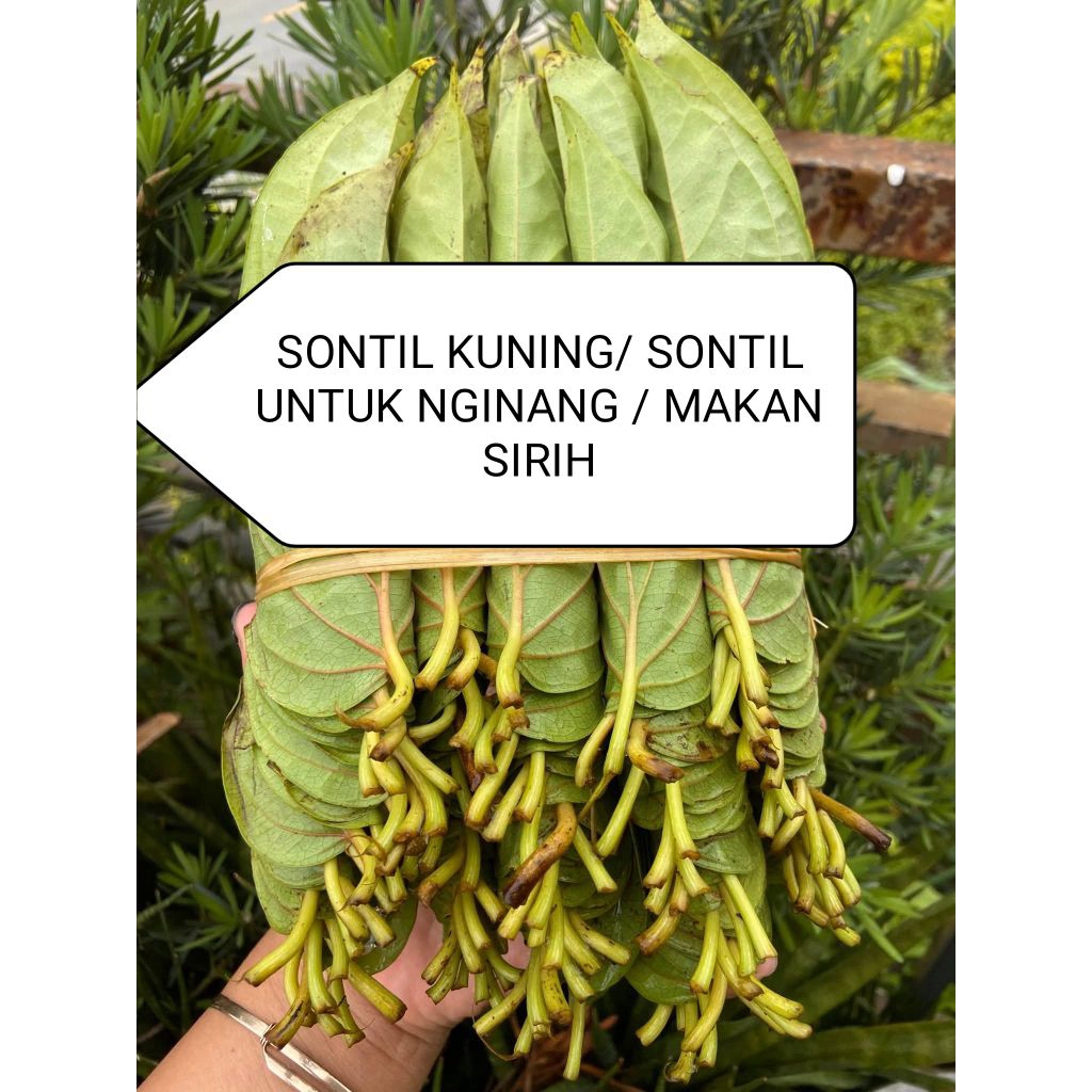 S0ntil Kuning / G4y0 / Hijau / S0ntil untuk makan sirih/nginang