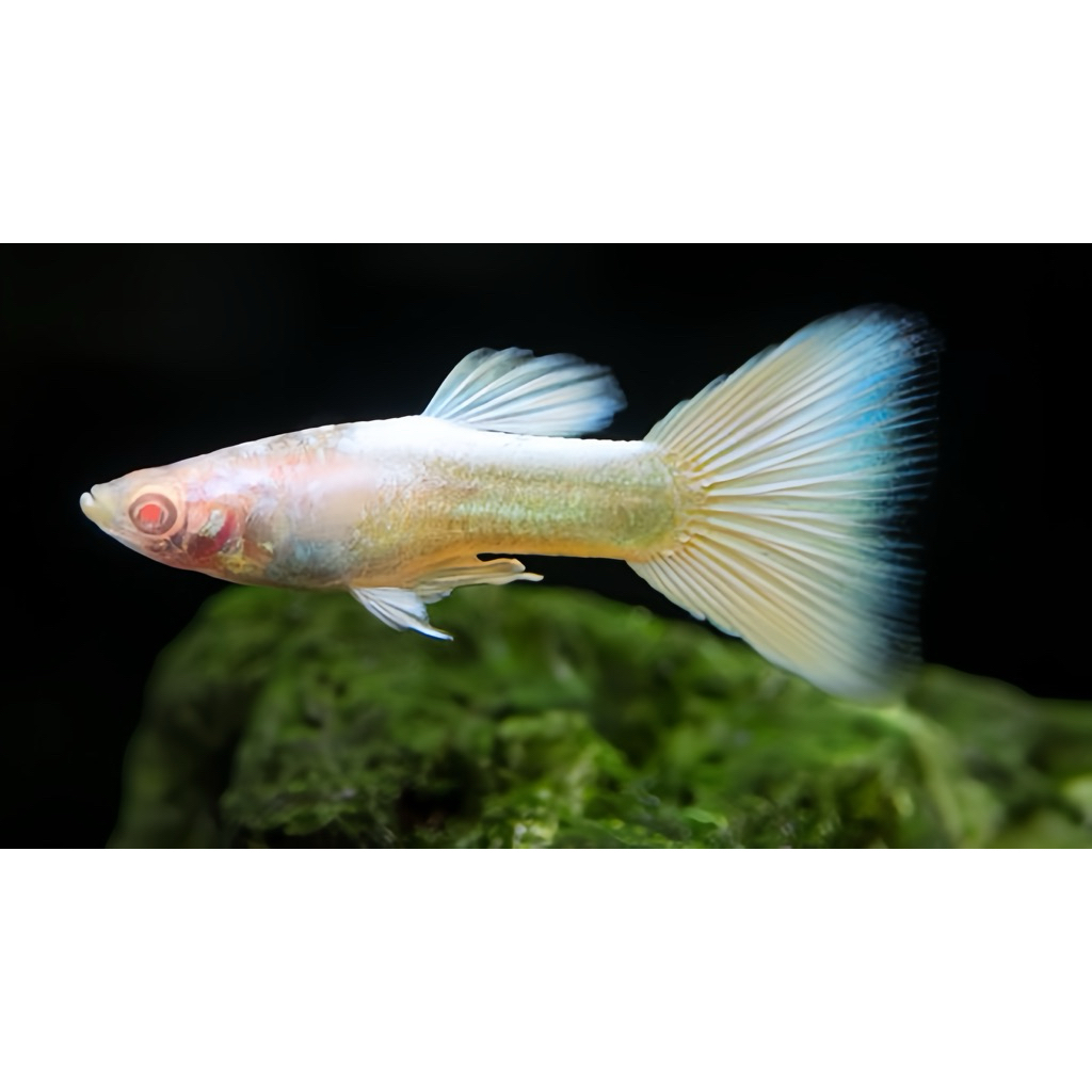 guppy AFP Hiasan AKuarium - Full platinum premium grade A