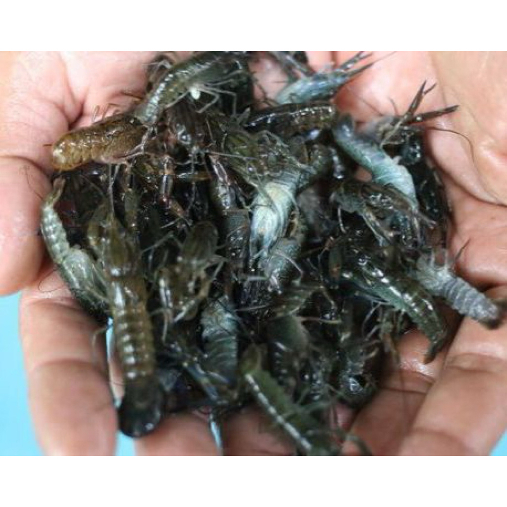 Bibitan / benih Lobster air tawar (Red claw) 1 s/d 1.5 inch