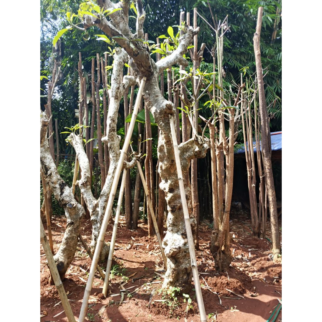 pohon hias untuk taman tinggi 3 meter batang besar