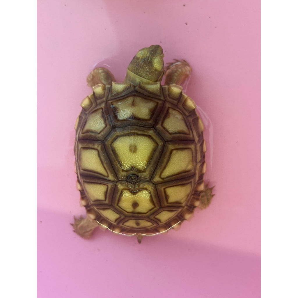 sulcata 12 scute 6cm