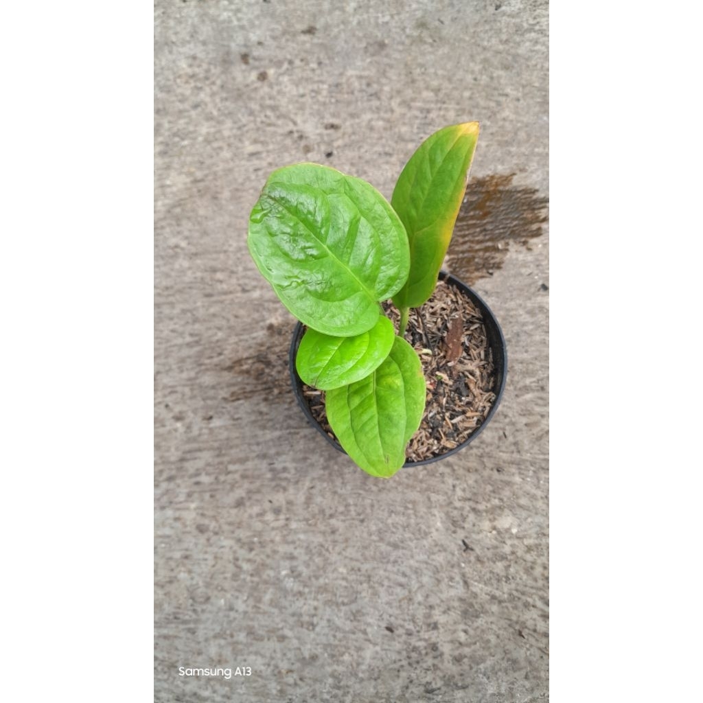 Jemani Golden/Anthurium Jenmani Golden (Remaja Daun 5) (2)