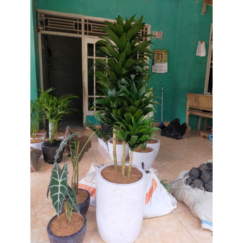 tanaman hias hanjuang kemoceng atau hanjuang compacta