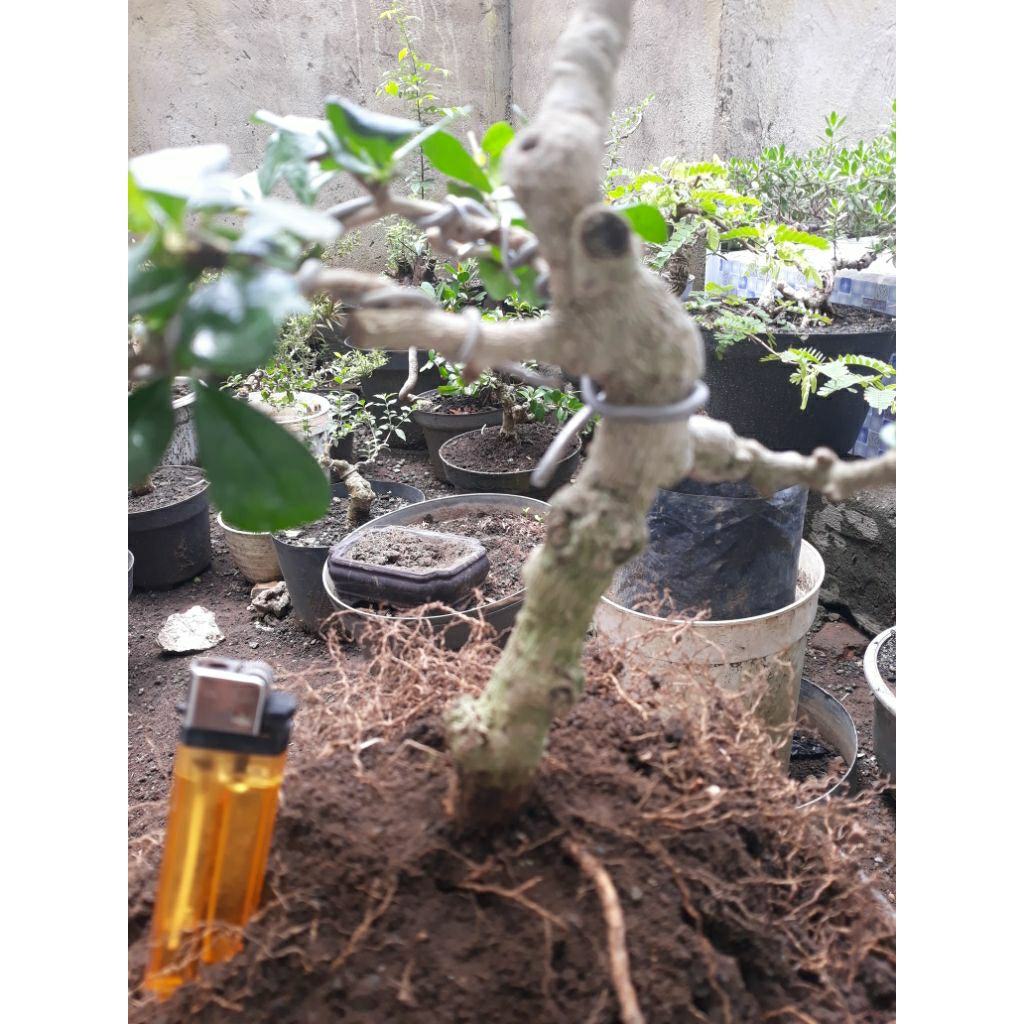 Bonsai Bahan Hokianti Hiasan Taman