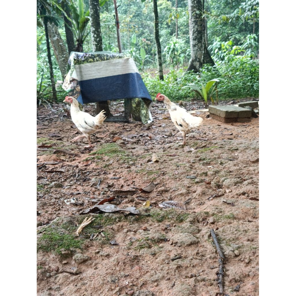 Anak Ayam Kampung Jantan