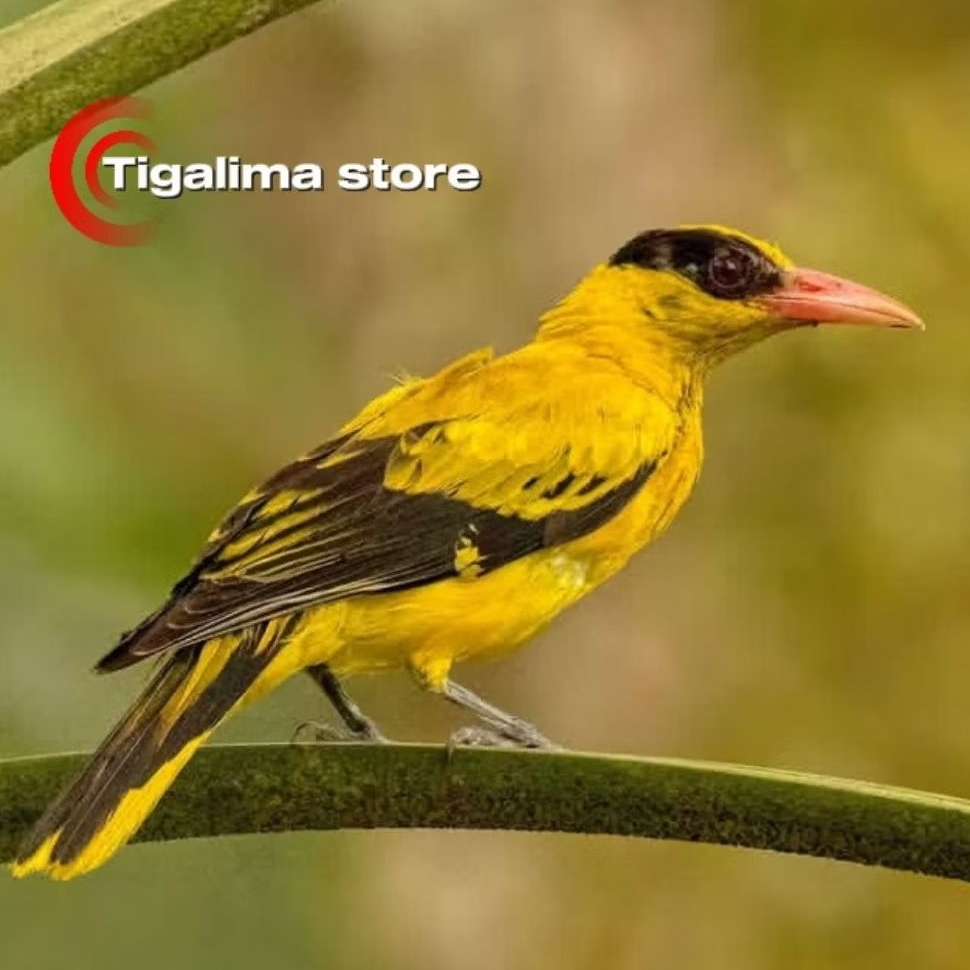 BURUNG KEPODANG JAWA PILIHAN