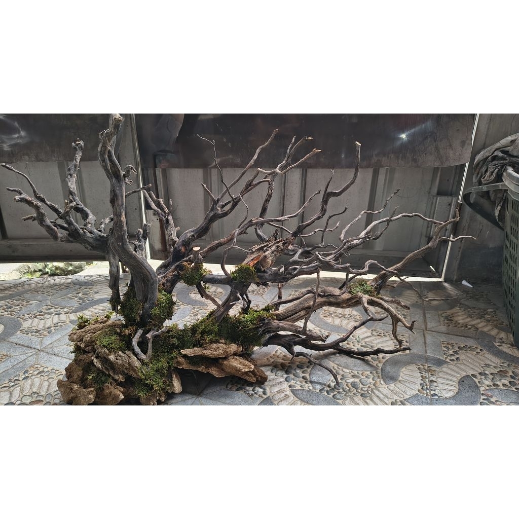 Bonsai Hardscape Bonus Moss Weeping Dan Lem Co
