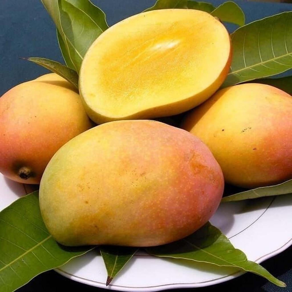 Bibit Mangga Podang Gunung Super Cepat Berbuah