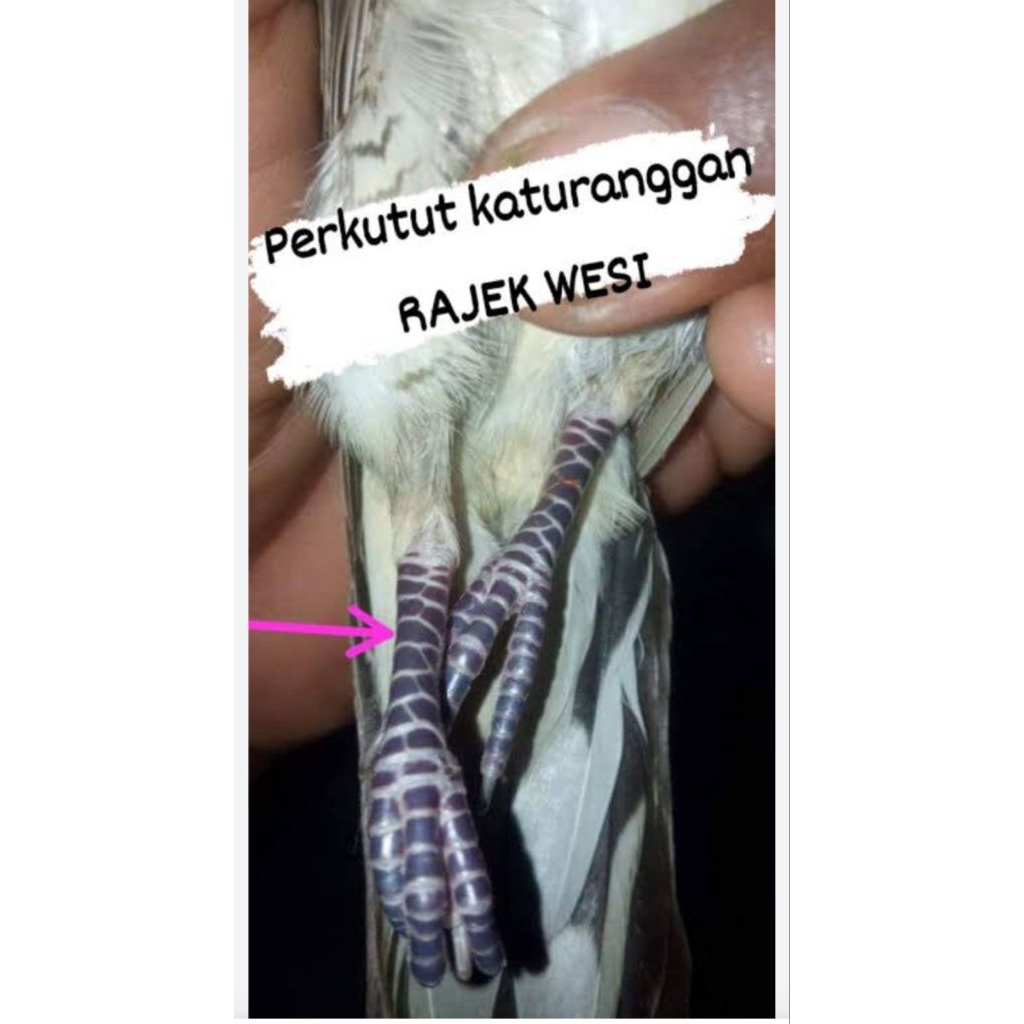 perkutut madura Rajekwesi katuranggan