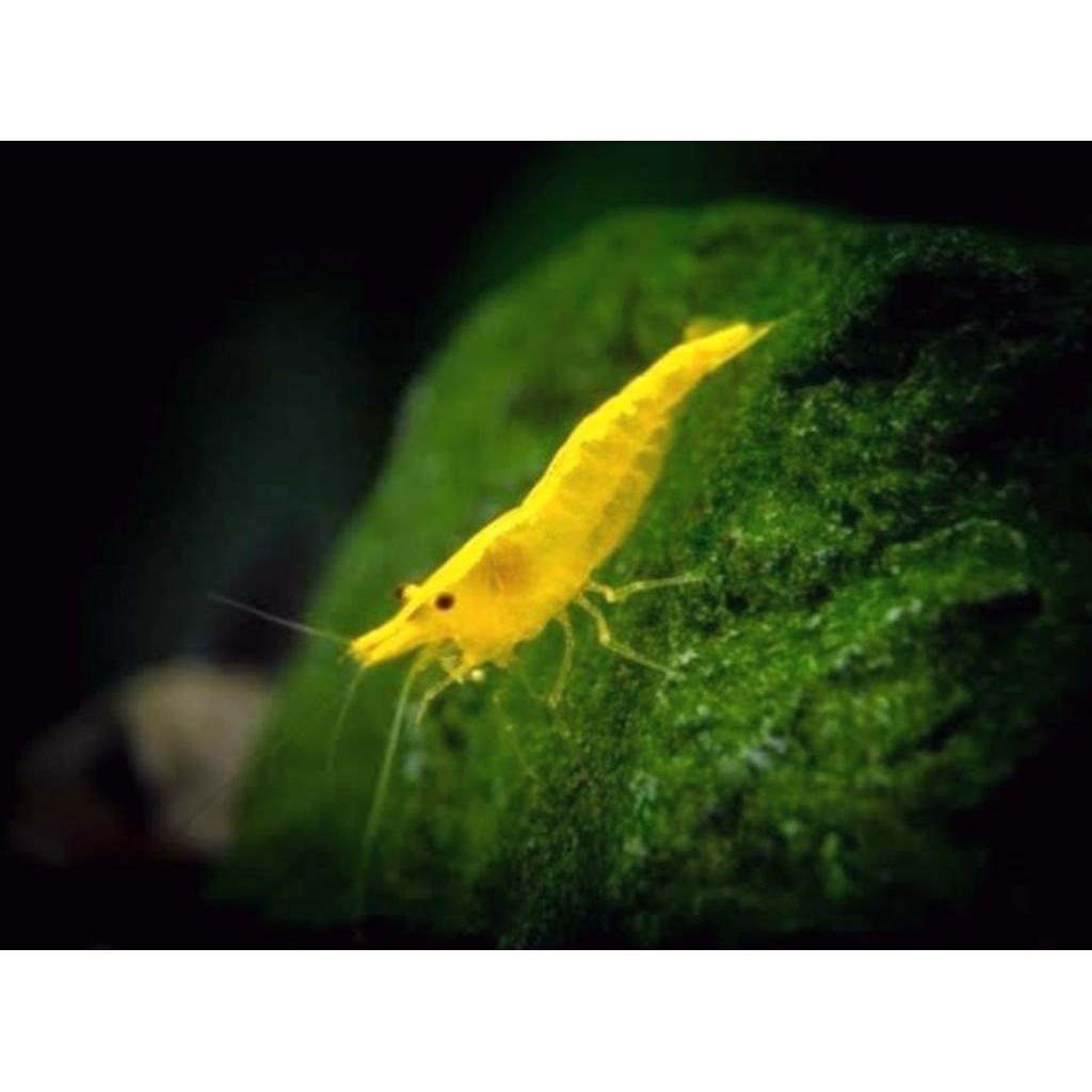 Udang Hias – Yellow Fire – Udang Aquascape – Udang Hias Murah – Udang Pembersih Lumut