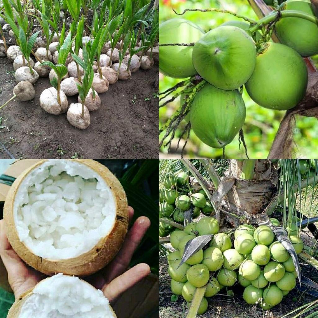 BIBIT KELAPA KOPYOR GENJAH SUPER
