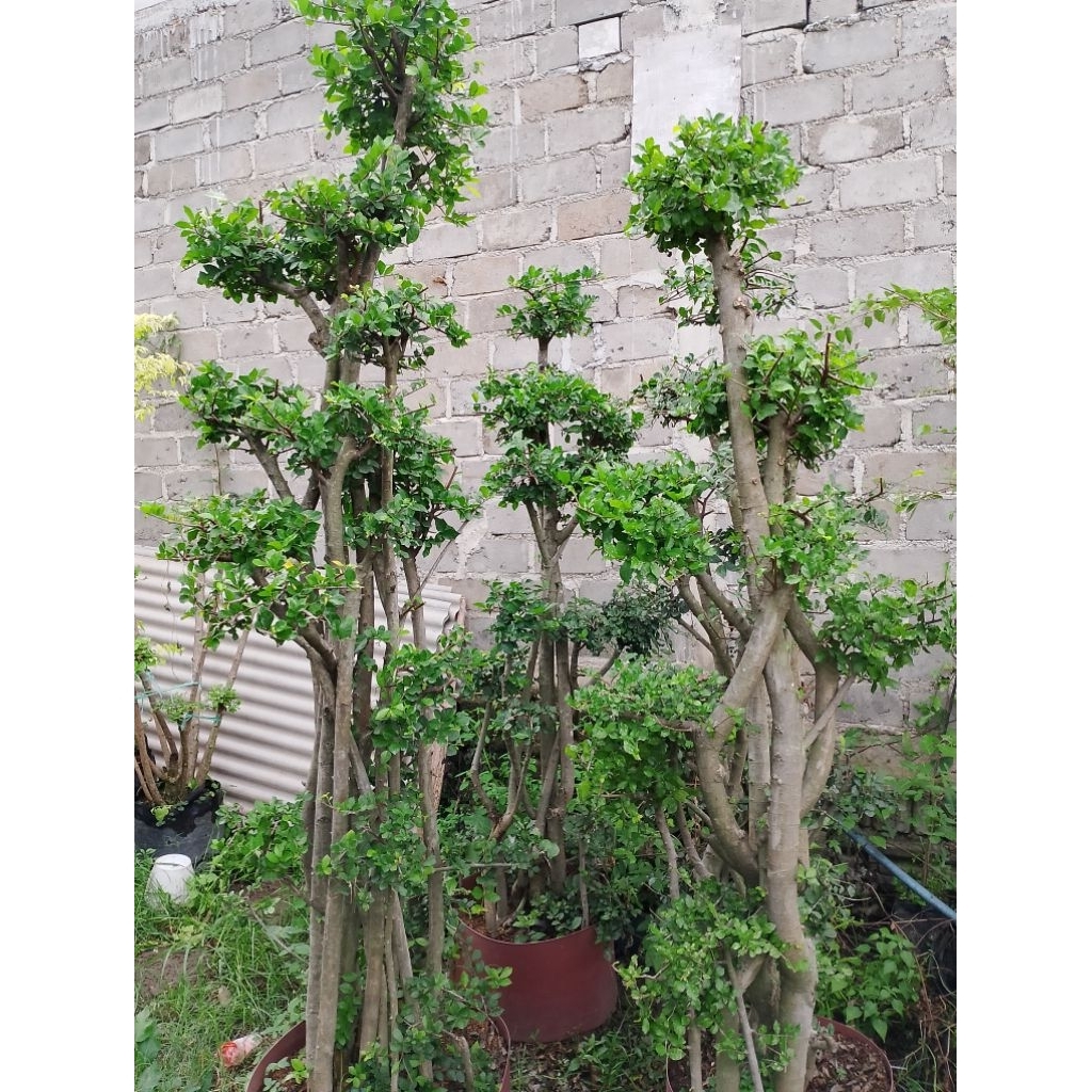 Bonsai Serut Taman Jumbo