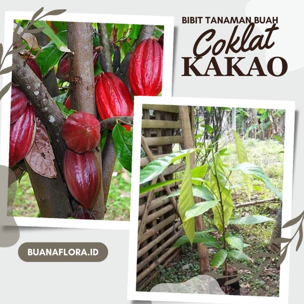 Bibit Kakao Coklat Unggul Siap Tanam | Bibit Pohon Kakao | Bibit Buah Kakao Berkualitas