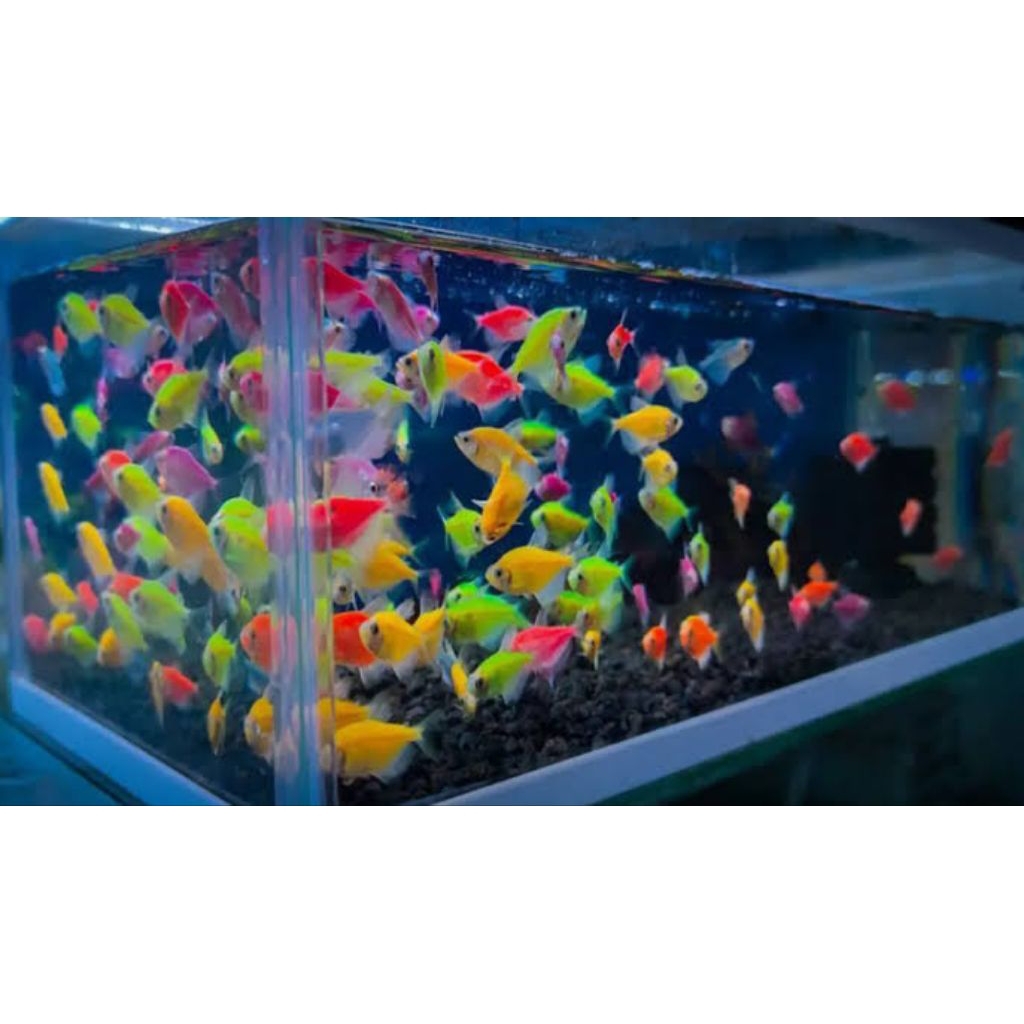 Glofish Warna Warni paketan 30 ekor Ikan Hias Glofish Cantik ukuran Jempol
