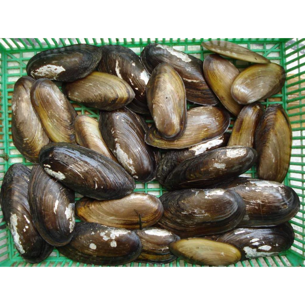 kerang air tawar hidup 1kg MURAH dijamin fress