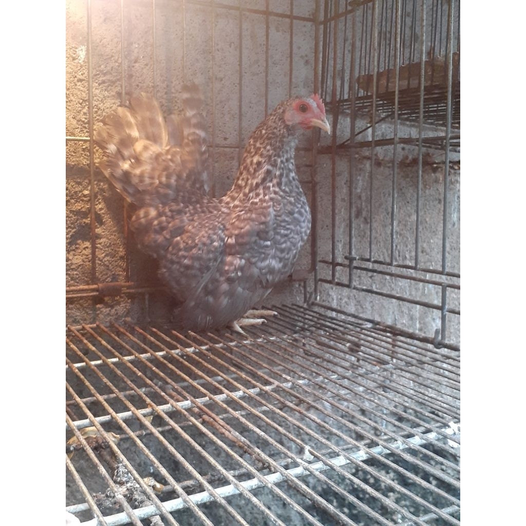 ayam kate betina ceper