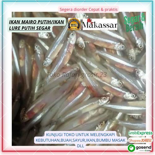Ikan Mairo Putih Segar/Ikan Lure Putih Segar SiGompo atau pertempat Murah Fresh Makassar,Ikan Makass