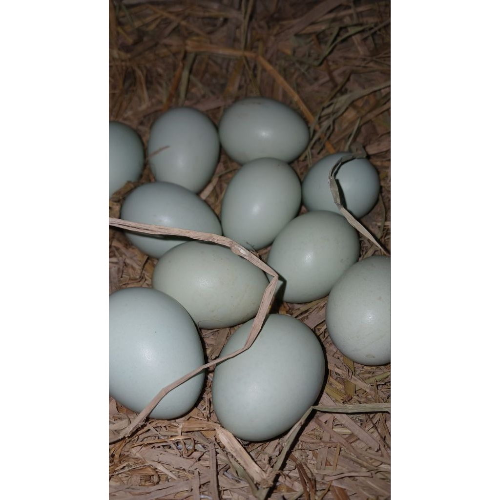 telur fertil ayam birma untuk di tetas kan