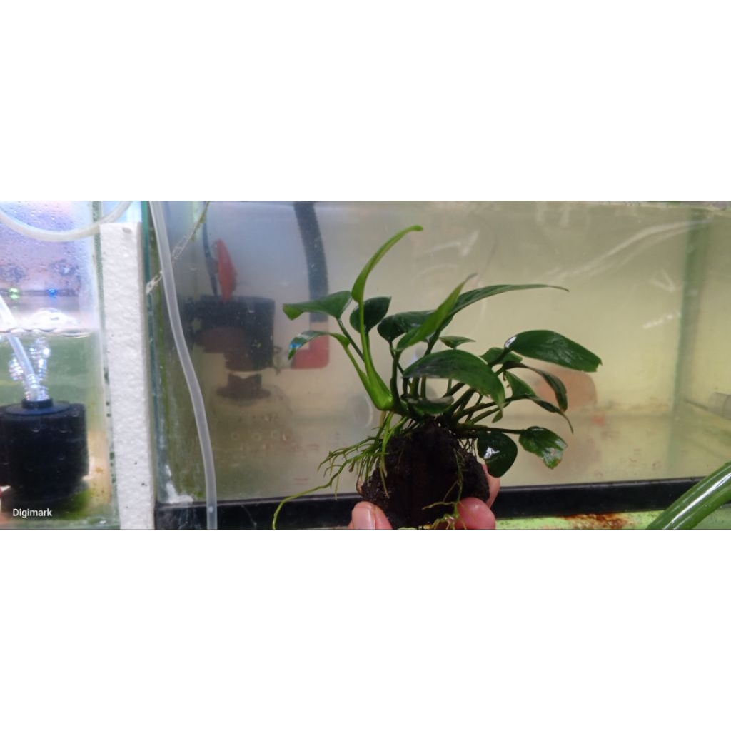 Anubias Nana Indukan Rawatan Low Co2 Rel Pict