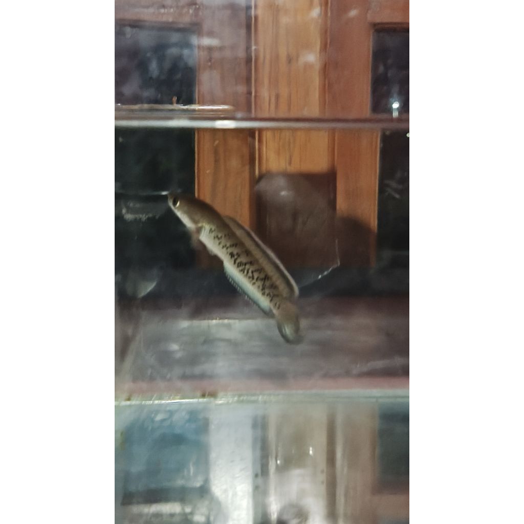 ikan predator channa  stewarti 9-10cm berkualitas tinggi