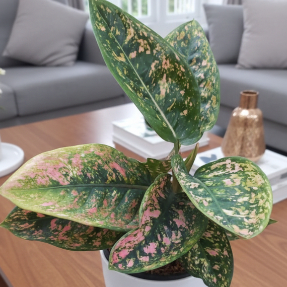 Aglaonema Ruby Compacta Tanaman Hias Daun Merah Cantik Mudah Dirawat untuk Indoor Gardening