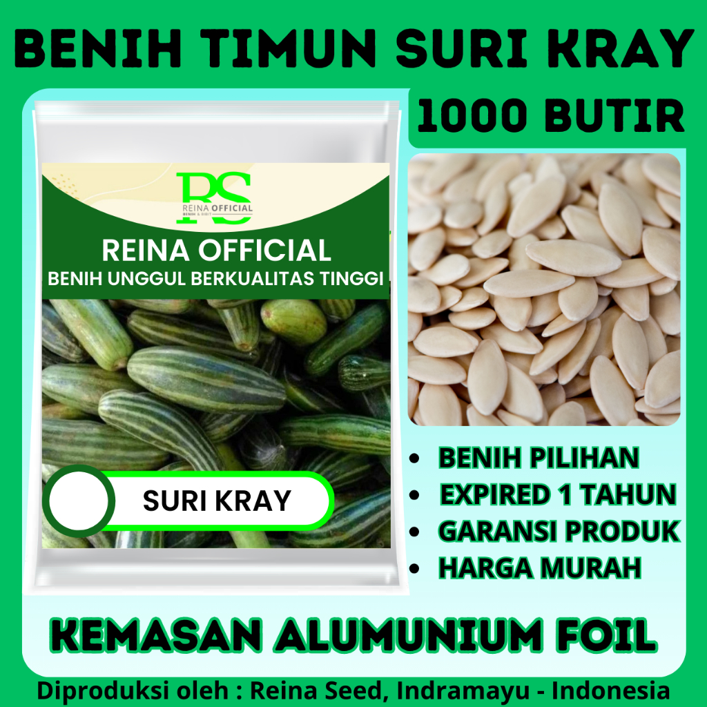 1000 BIJI BENIH TIMUN SURI KRAY LALAP KUALITAS UNGGUL