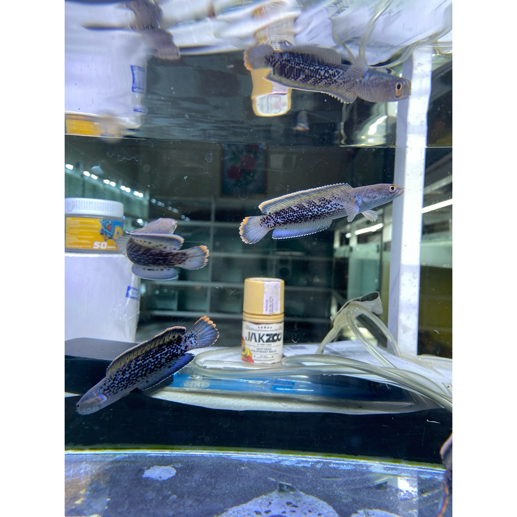 stewarti cb 8-10 high grade