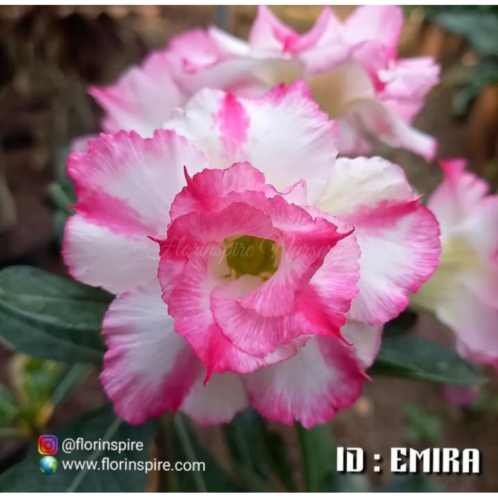 tanaman hias adenium kamboja tumpuk ID.EMIRA