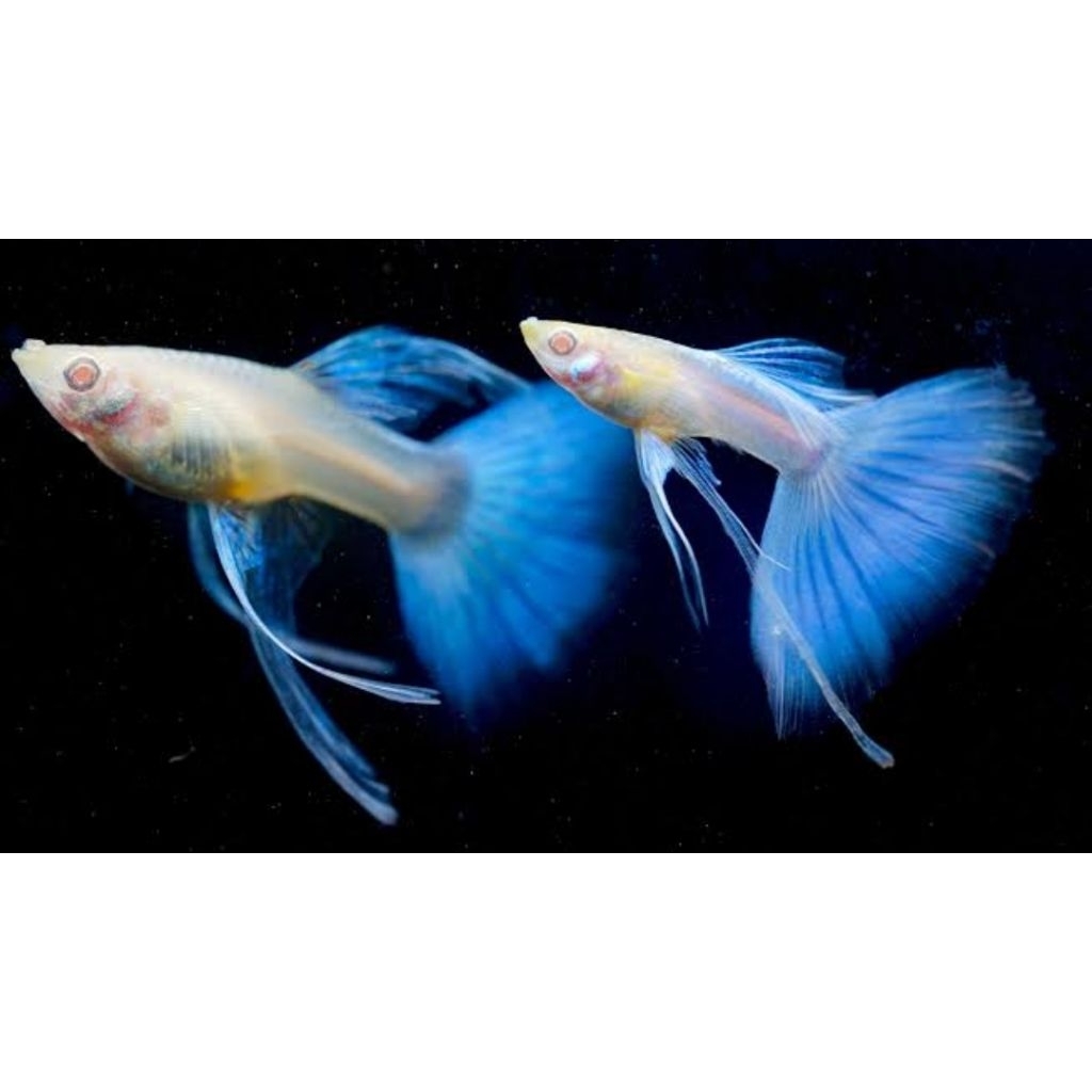 tanaman air guppy sky blue ribon siap ternak