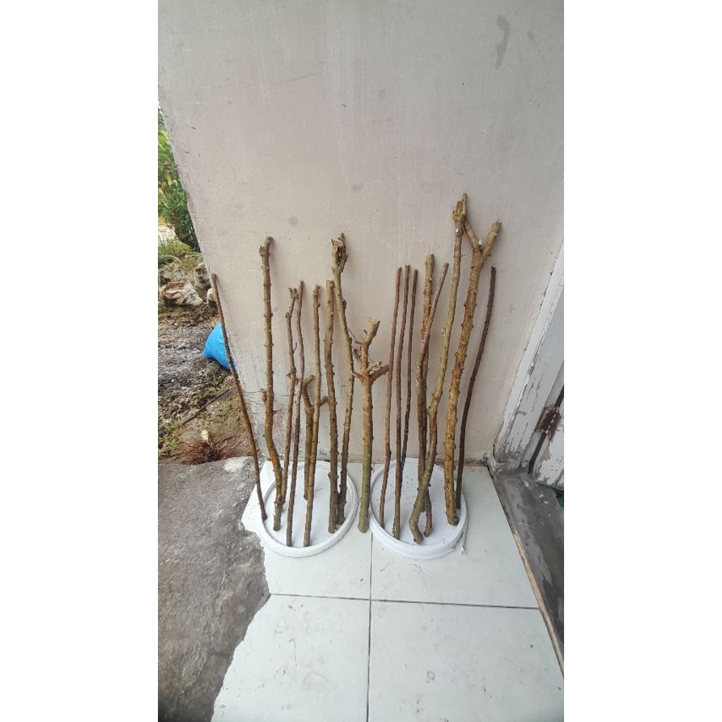 BAHAN BONSAI ANTING PUTRI KUSTOM (BATANG PUTIH)