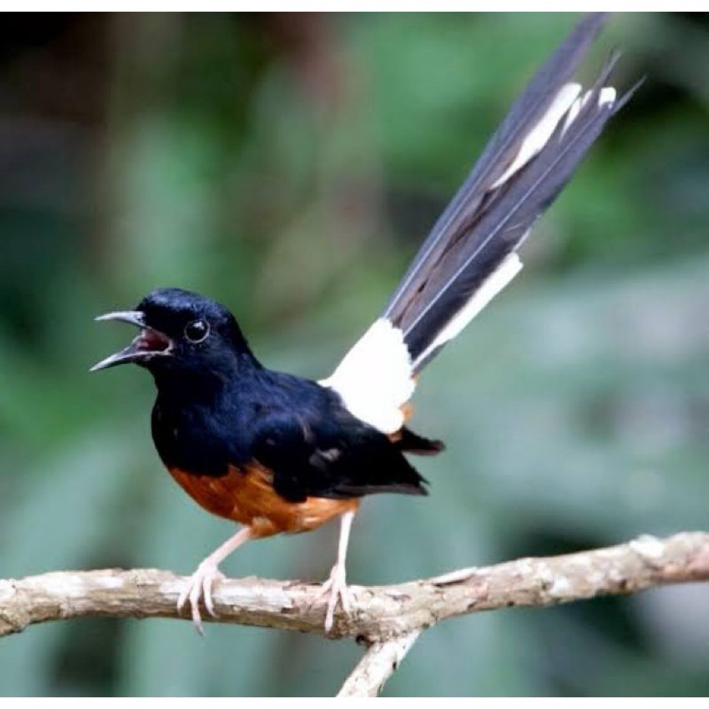 telur fertil murai batu medan indukan prestasi 100%- telur fertil siap tetas