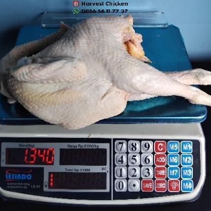 Ayam Merah Petelur Tua Segar Utuh 1.2 kg | Ayam Soto Ayam Sop