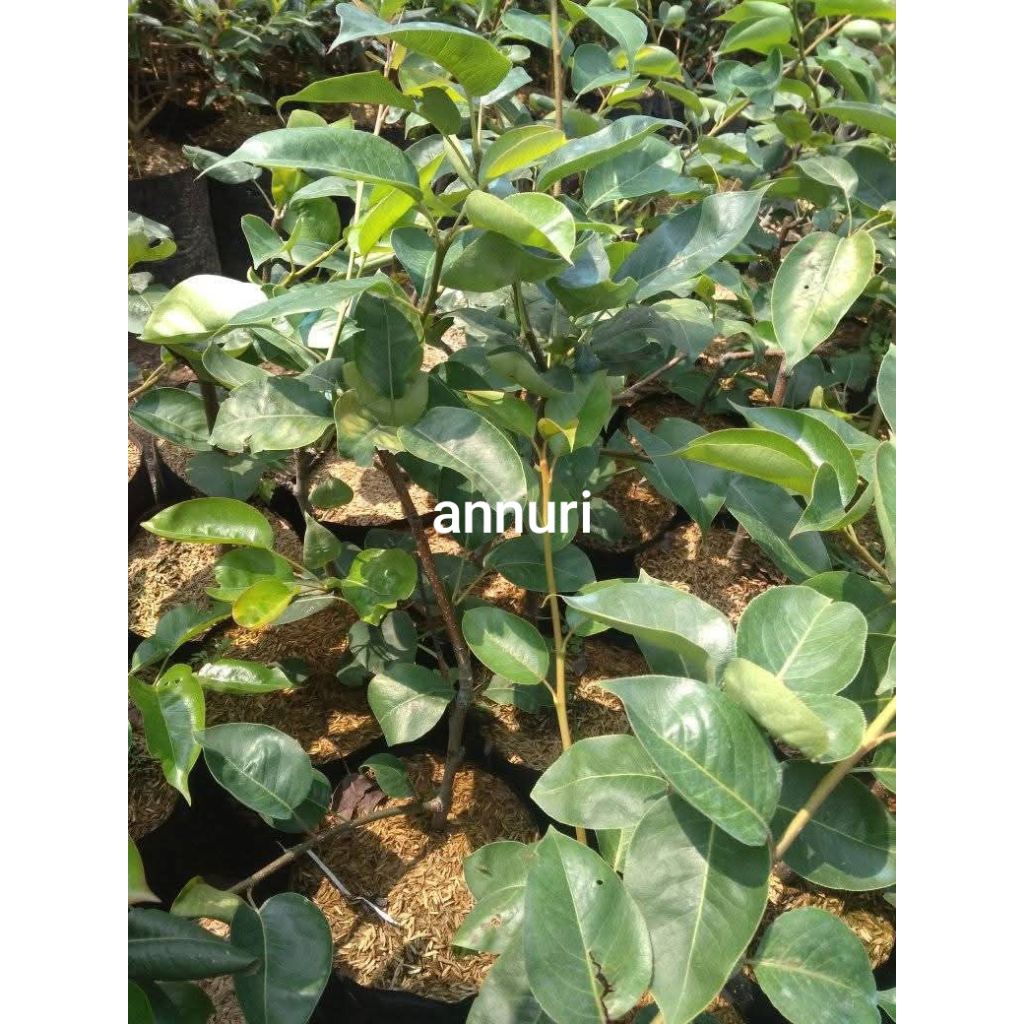 bibit buah pir