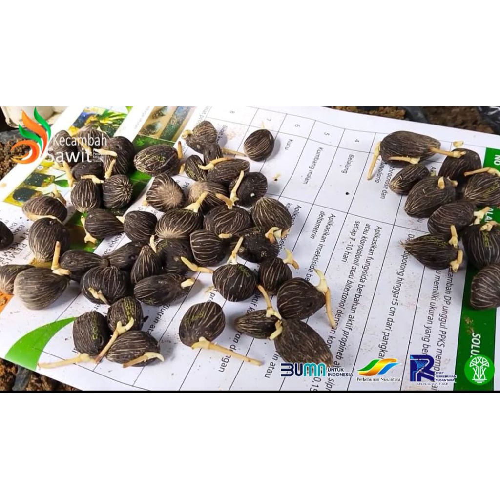 Benih Sawit Unggul PPKS 540 BERSERTIFIKAT