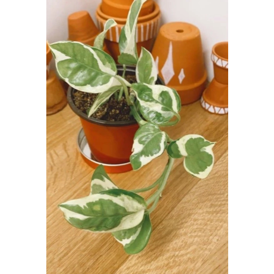 Tanaman Hias Sirih Belanda - Tanaman Sirih Belanda - Sirih N'Joy - Tanaman Sirih