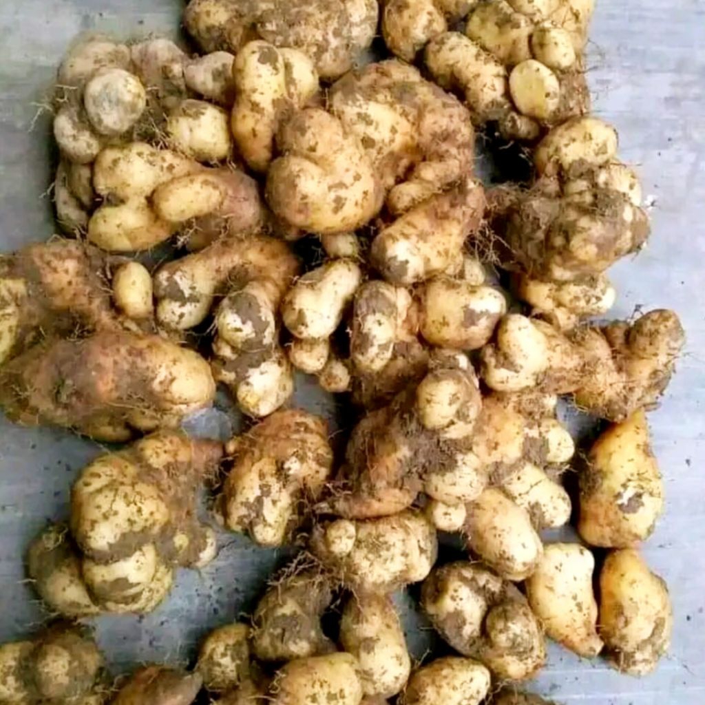 Gembili Ketan Jahe 1 KG