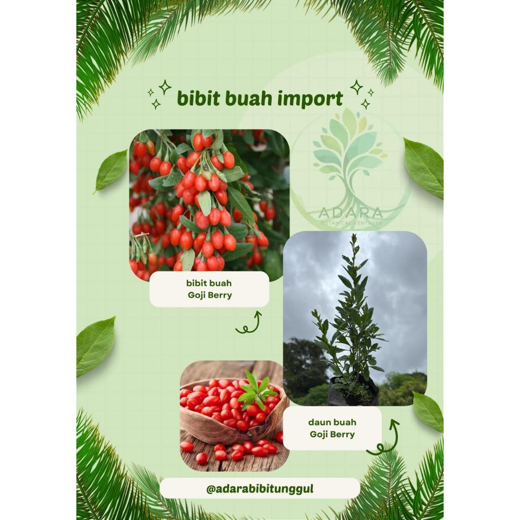 Bibit Buah Goji Berry