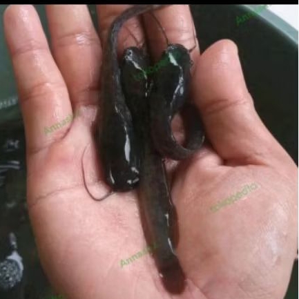 Bibit ikan lele ukuran 7-8 cm(isi 50 ekor)