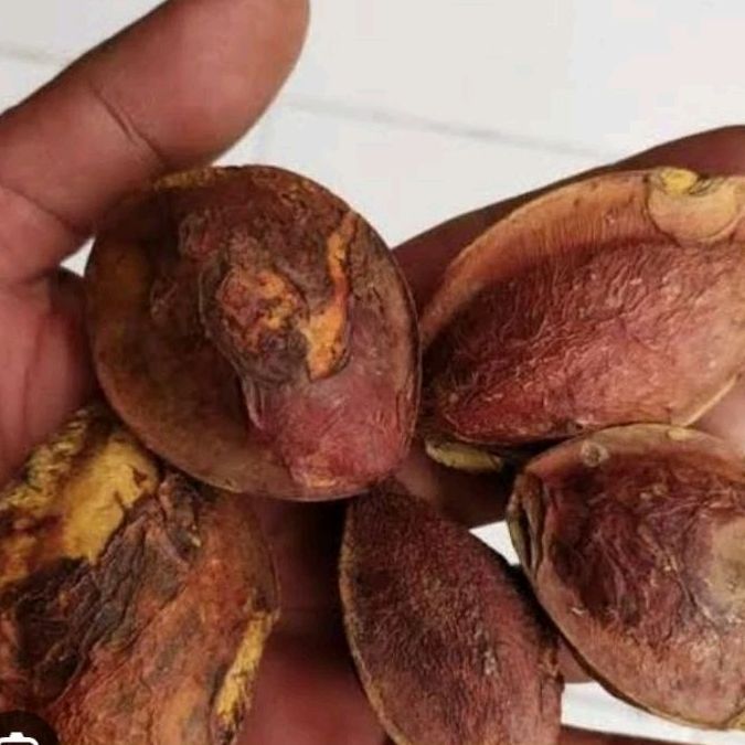 Benih Biji Ketapang Laut 200gr siap semai