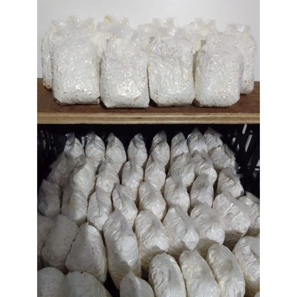 bibit jamur tiram f2