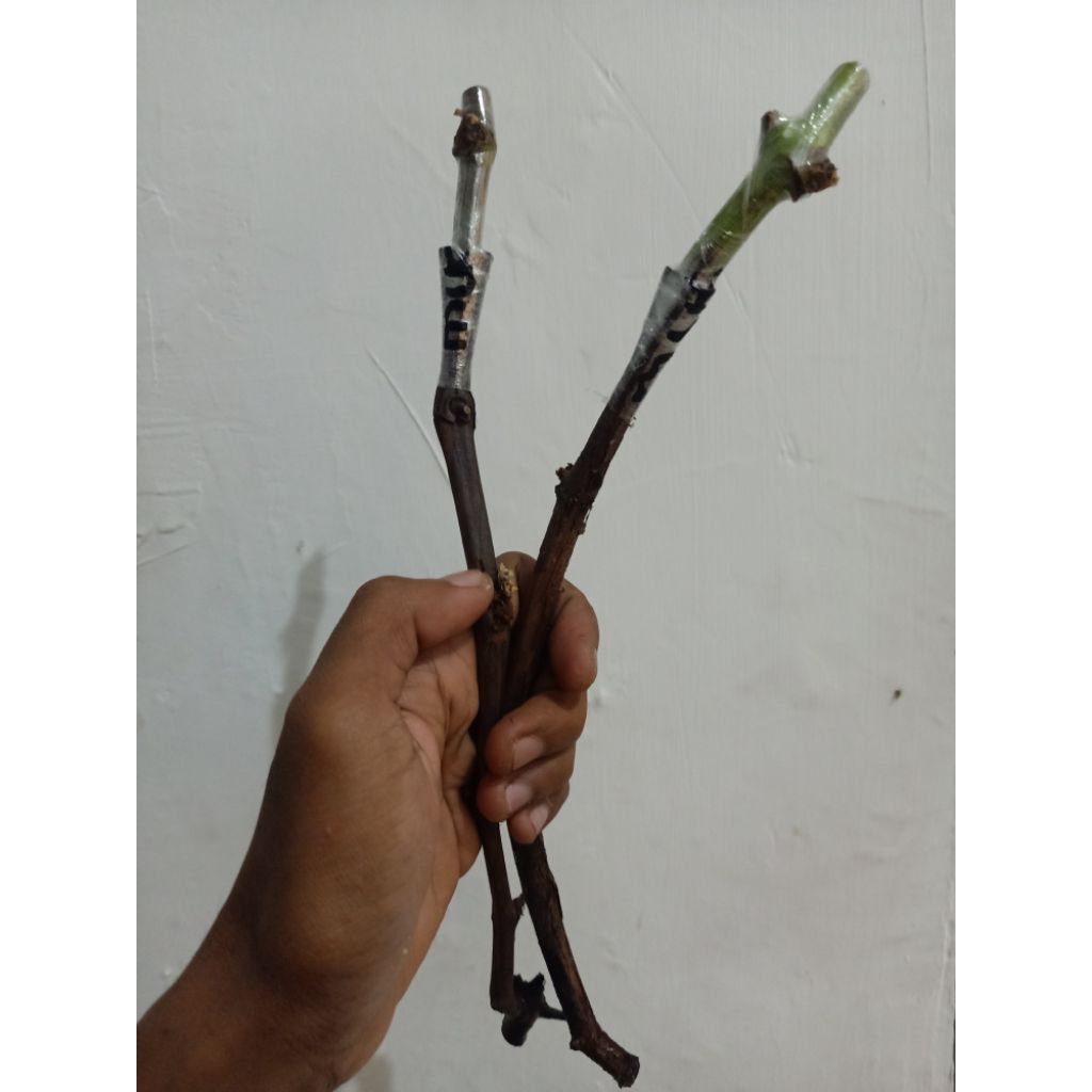 Cutting grafting anggur import