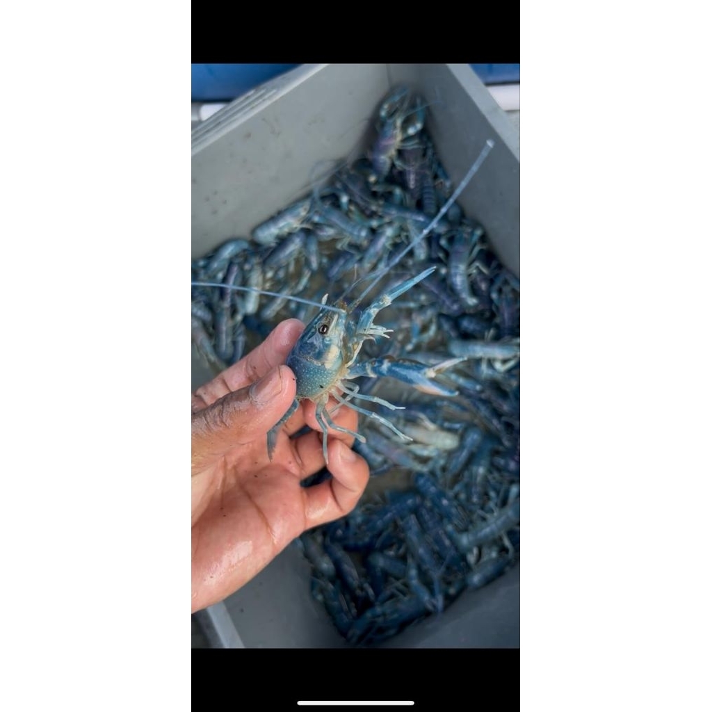 Bibit Lobster Air Tawar Konsumsi Kualitas Unggul Redclaws Indonesia Khusus Area Medan dan sekitarnya