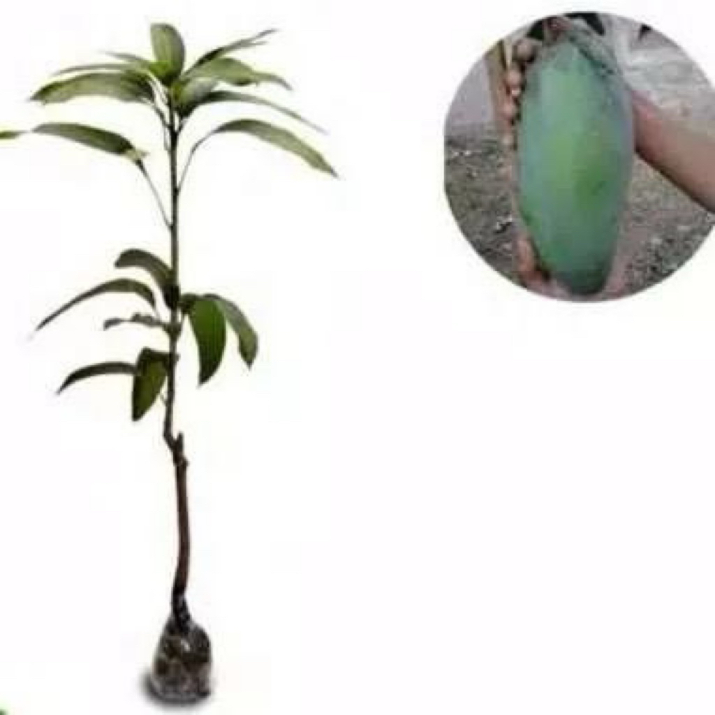 Bibit mangga  kiyojay cepat berbuah